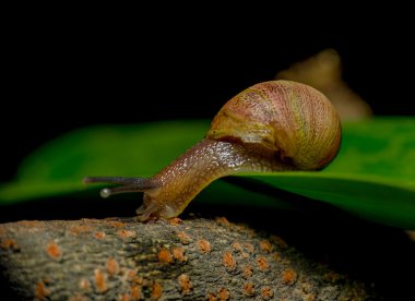 Koyu renkli salyangoz yeşil bitki ahşap yüzeyine sıçrayan harika portre
