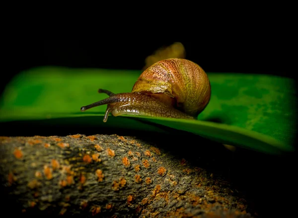 Great closeup of dark colored snail sitting on green plant surface — Stockfoto