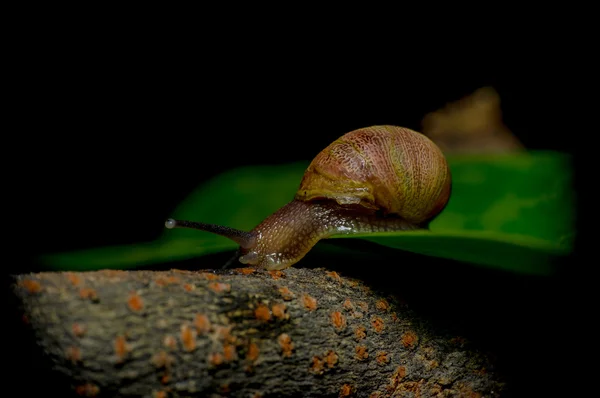 Great closeup of dark colored snail leaping from green plant to wooden surface — Stock Photo, Image