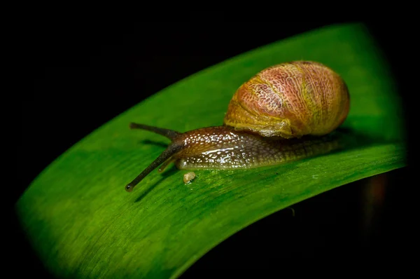 Caracol de color oscuro en la naturaleza sentado en la superficie de la planta verde — Foto de Stock