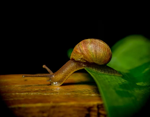 Fantástico disparo de caracol de color oscuro saltando de la planta verde en la superficie wodden — Foto de Stock