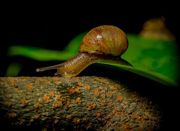 Großartige Nahaufnahme einer dunklen Schnecke, die von einer grünen Pflanze auf eine hölzerne Oberfläche springt — Stockfoto