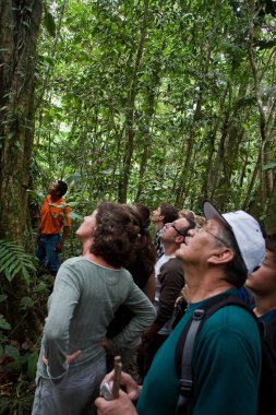Unidentified tourists on a tour trekking the amazon rainforest, Yasuni National Park, Ecuador clipart