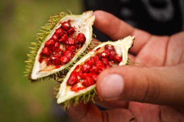 Achiote bitki amazon yağmur ormanlarında, Yasuni Milli Parkı, Ecuador