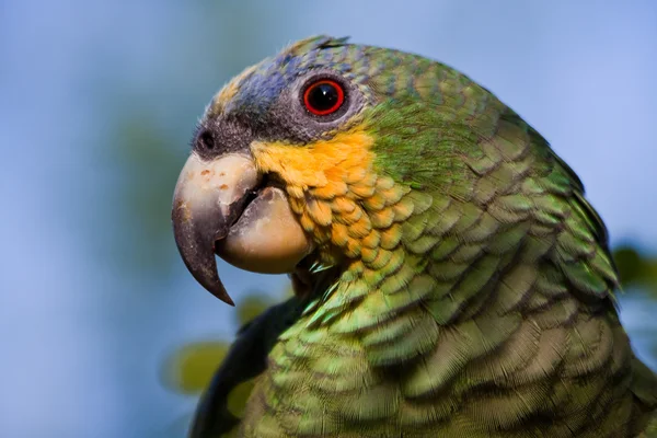 Hermoso loro verde en la selva tropical, Parque Nacional Yasuní, Ecuador — Foto de Stock