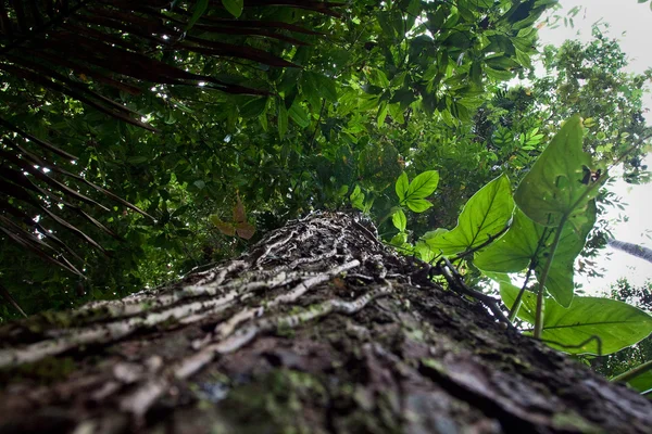 Låg vinkel syn på ett träd i Amazonas regnskog, Yasuni nationalpark, Ecuador — Stockfoto