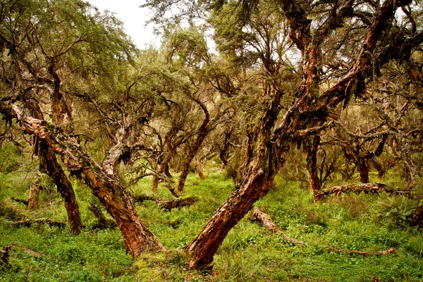 Polylepis Andinska höglandet skog, Ecuador — Stockfoto