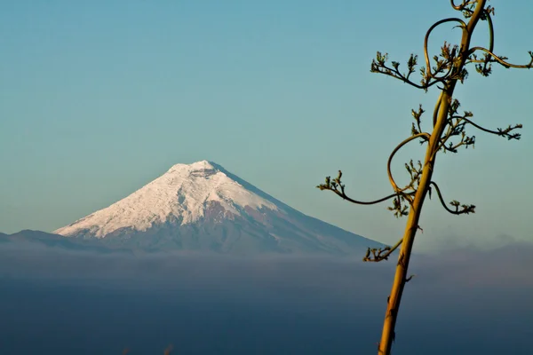 Csodálatos kilátás nyílik az ecuadori Cotopaxi-vulkán — Stock Fotó