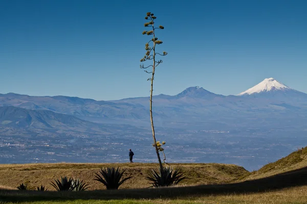 Csodálatos kilátás nyílik az ecuadori Cotopaxi-vulkán — Stock Fotó