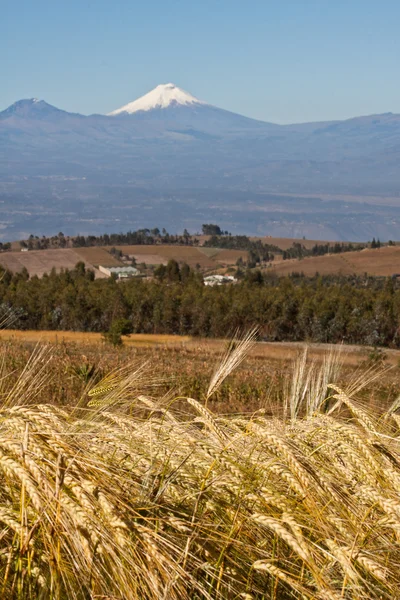 Fantastisk utsikt över vulkanen Cotopaxi, Ecuador — Stockfoto