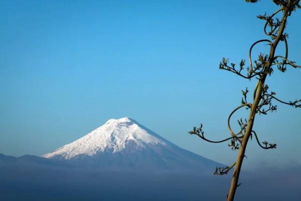Amazing Cotopaxi volcano, Ecuador — Stock Photo, Image