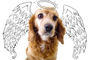 Cute English Cocker Spaniel puppy in front of a white background with angel wings and halo sketch