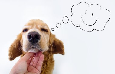 Cute English Cocker Spaniel puppy and petting hand in front of a white background with comic style speech bubble sketch