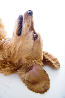 Cute English Cocker Spaniel puppy in front of a white background