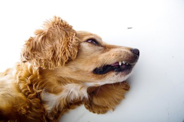 Agresive English Cocker Spaniel puppy in front of a white background 