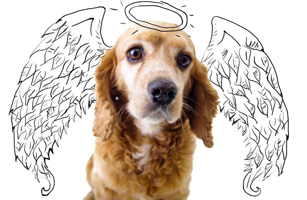 Cute English Cocker Spaniel puppy in front of a white background with angel wings and halo sketch — Stok fotoğraf