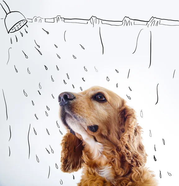 Cute English Cocker Spaniel puppy in front of a white background with shower courtain and water sketch — ストック写真
