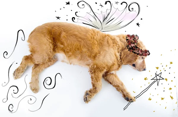 Cute English Cocker Spaniel fairy puppy in front of a white background with wings and magic wand sketch — Stock Photo, Image