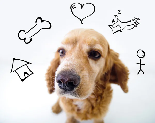 Cute thoughtful English Cocker Spaniel puppy in front of a white background with iconic style house, bone, heart, sleep and man sketch — Stock Photo, Image