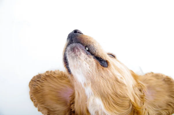 Cute English Cocker Spaniel puppy looking up in front of a white background — ストック写真