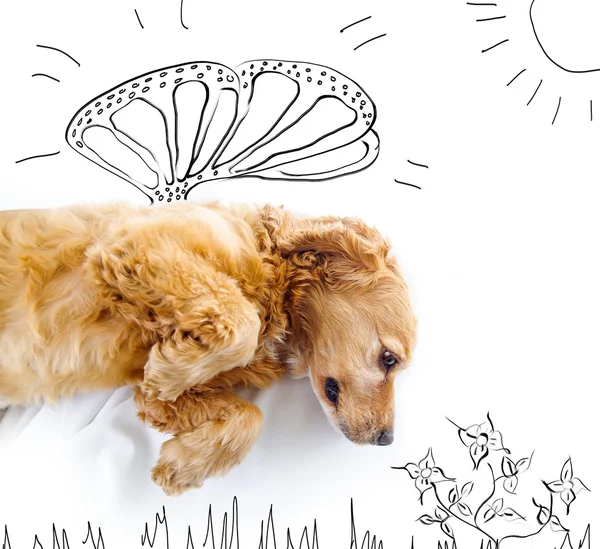 Cute English Cocker Spaniel puppy in front of a white background with butterfly wings and spring sketch — ストック写真