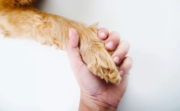 Hand holding English Cocker Spaniel puppy paw in front of a white background — Stockfoto