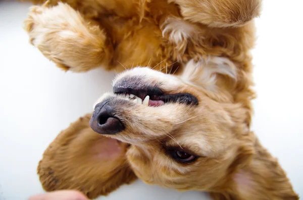 Söpö Englanti Cocker Spaniel pentu edessä valkoinen tausta — kuvapankkivalokuva