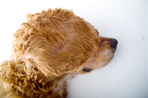 Lindo Inglés Cocker Spaniel cachorro en frente de un fondo blanco de cerca de la oreja — Foto de Stock