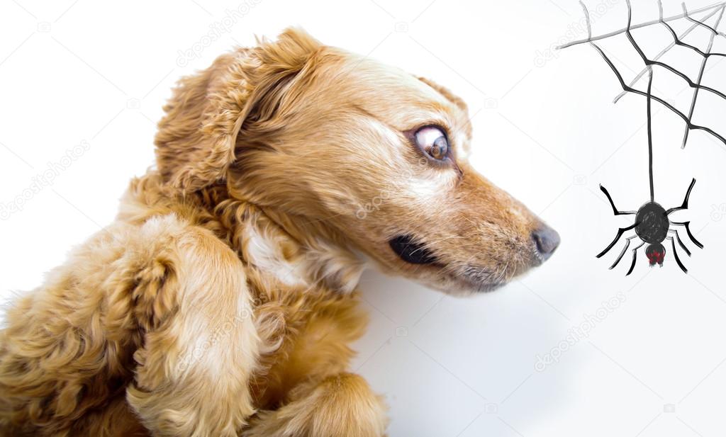 Cute English Cocker Spaniel puppy looking scared in front of a white background with spider and web sketch
