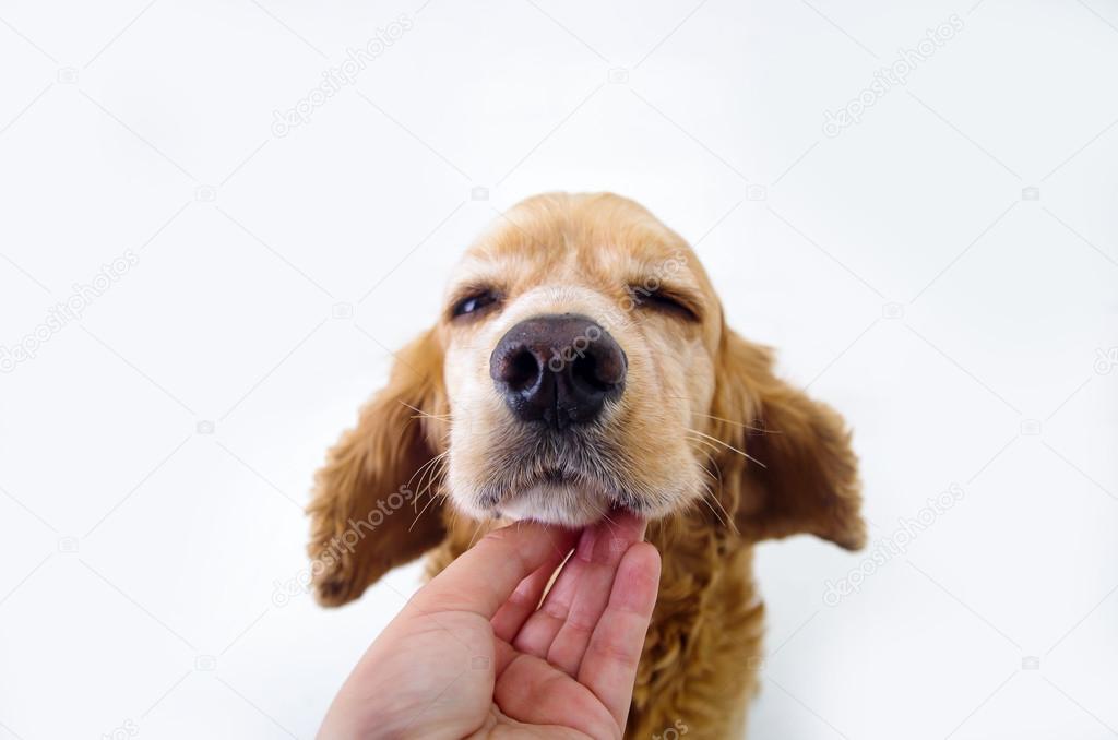 Cute sleepy relaxing English Cocker Spaniel puppy in front of a white background with hand scratching 