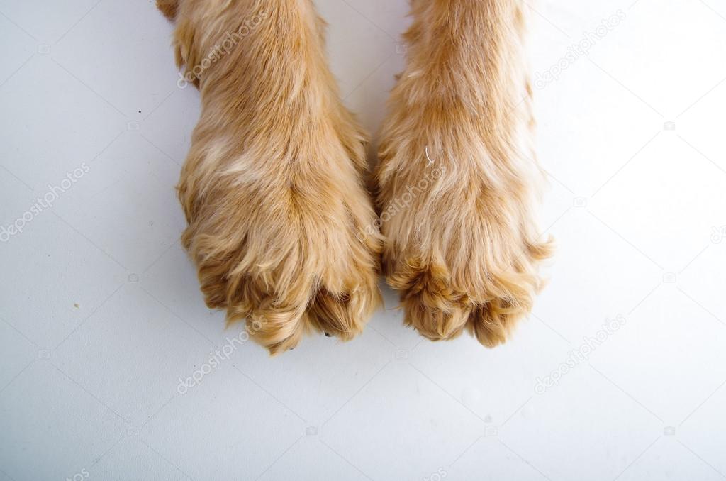 Cute English Cocker Spaniel puppy paws in front of a white background
