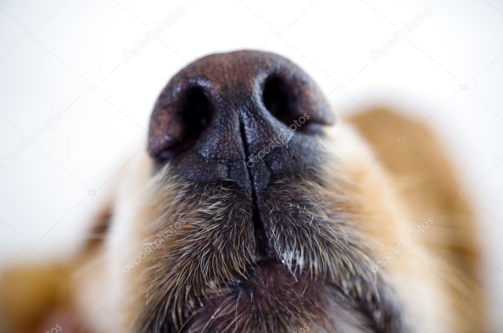 Cute English Cocker Spaniel puppy in front of a white background closeup to  mouth and nose