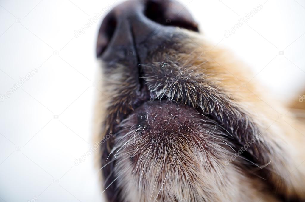 Cute English Cocker Spaniel puppy in front of a white background nose and mouth closeup
