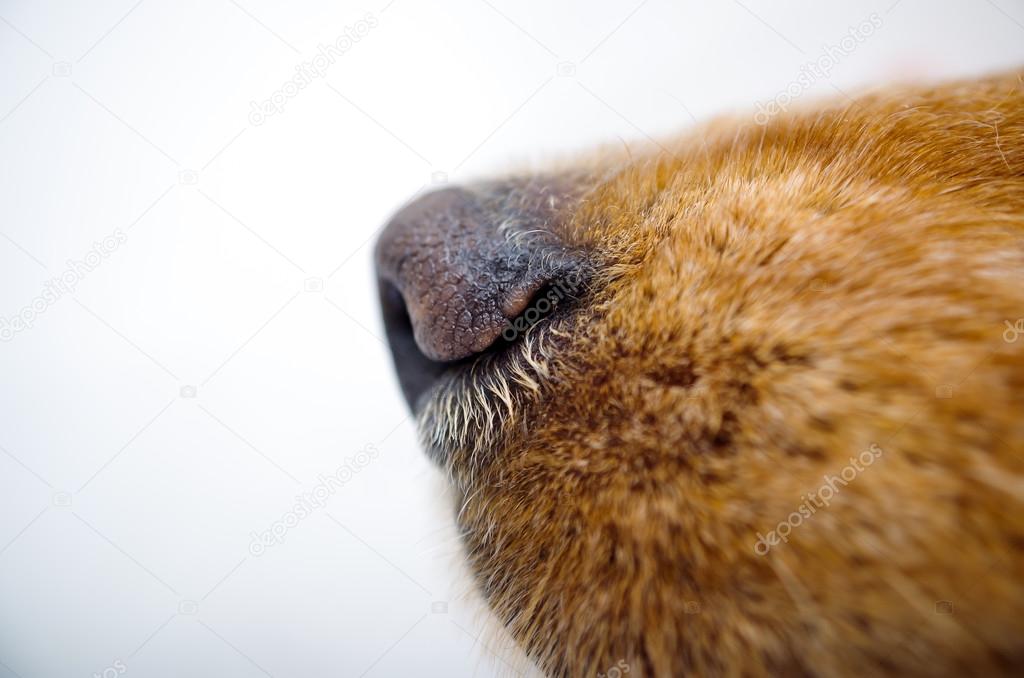 Cute English Cocker Spaniel puppy in front of a white background nose closeup