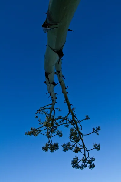 Großer Baum vor tiefblauem Himmel — Stockfoto