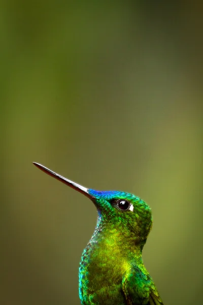 Porträtt av vackra gröna hummingbird — Stockfoto