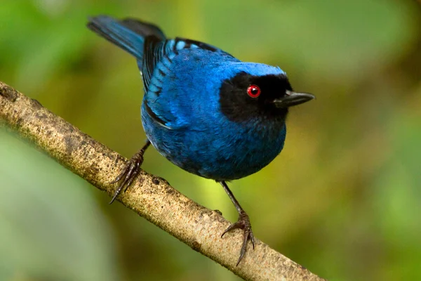 Vacker blå hummingbird på en gren — Stockfoto