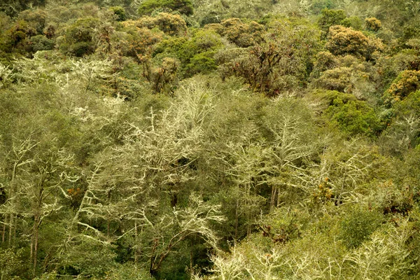 Polylepis andean highland forest, Ecuador — Stock Photo, Image