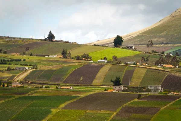 Plantios de campo em Oyacachi, Equador — Fotografia de Stock