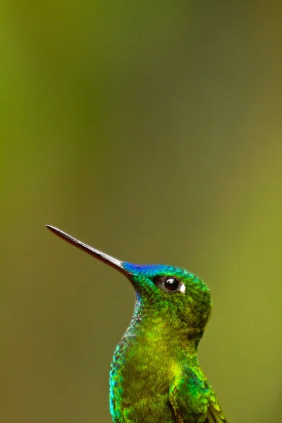 Retrato de hermoso colibrí verde — Foto de Stock