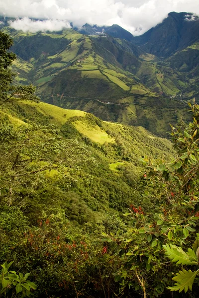 Nono, Ecuador nevelwoud — Stockfoto