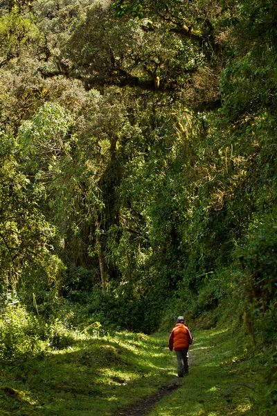 Nono, Ecuador nevelwoud — Stockfoto