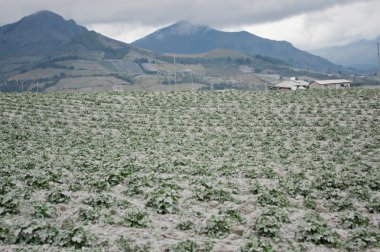 Cotopaxi volkan Erüpsiyonu, Ecuador
