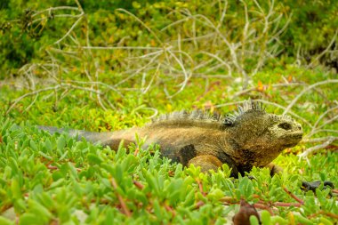 güzel iguana beach santa cruz galapagos dinlenme