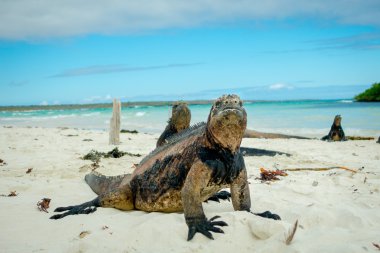 beautiful iguana resting in the beach santa cruz galapagos clipart