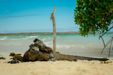 beautiful iguana resting in the beach santa cruz galapagos clipart
