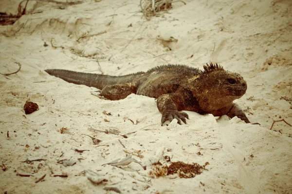 Bella iguana riposo in spiaggia Santa Cruz Galapagos — Foto Stock