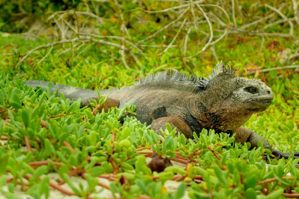 Schöner Leguan, der sich am Strand von Santa Cruz Galapagos ausruht — Stockfoto