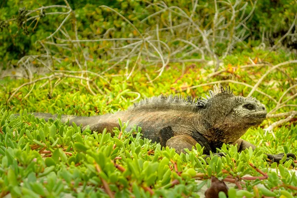 Bela iguana descansando na praia santa cruz galápagos — Fotografia de Stock