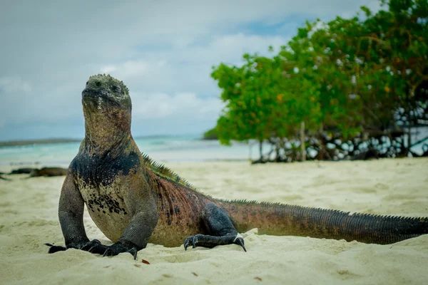Belle iguane reposant sur la plage santa cruz galapagos — Photo